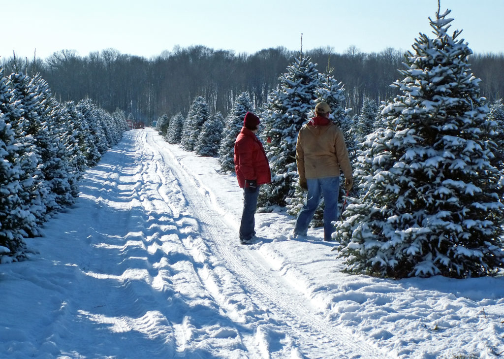 Get ready for Christmas - RI Christmas Tree Growers Association