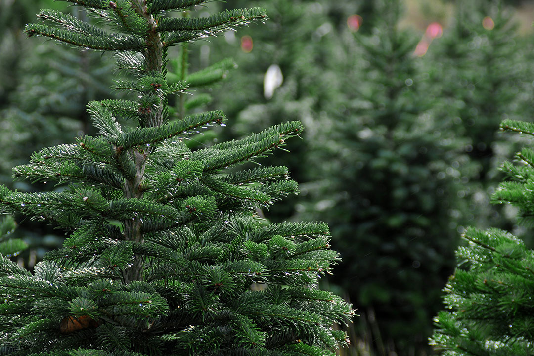 Home - RI Christmas Tree Growers Association